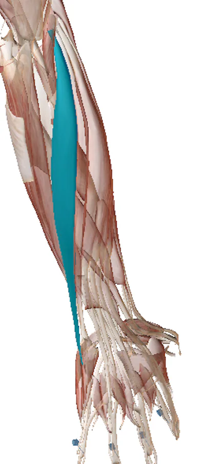 Science Behind The Injury
