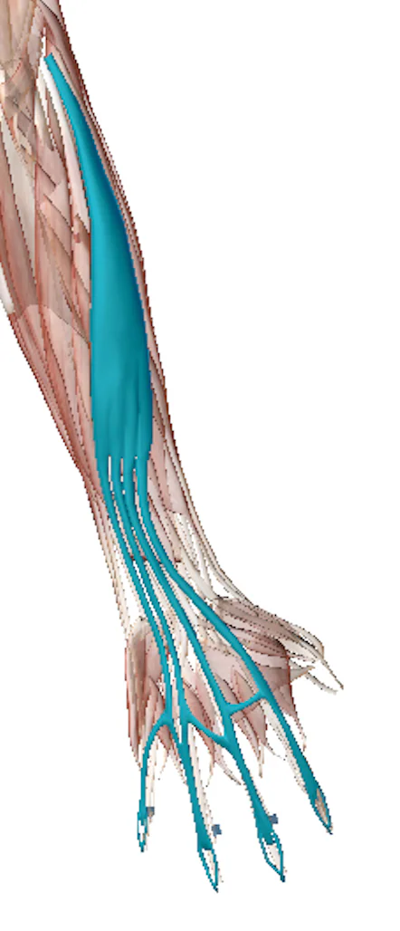 Science Behind The Injury