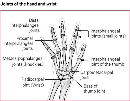 anatomy of the hand
