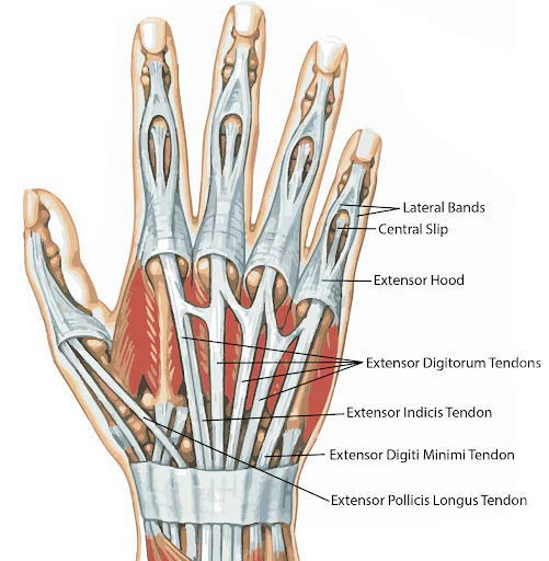 anatomy of the hand