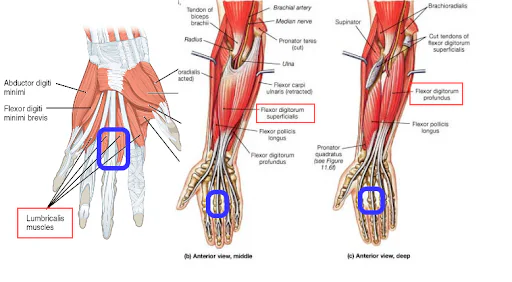 anatomy of the hand