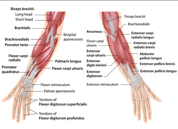 Anatomy