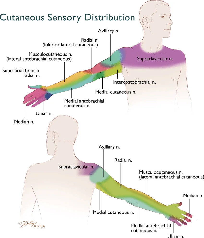 Sensory Innervation of the Arm