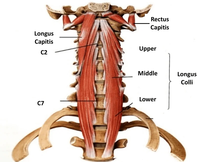 Deep Neck Flexors Responsible for Keeping Your Neck In An Upright Posture