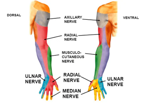 Nerve Gliding Exercises
