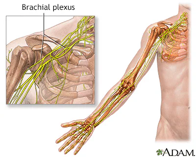 The Brachial Plexus Your Arm's Nerve Super Highway