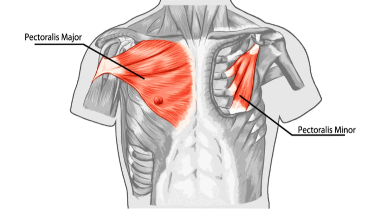 Pec Major And Pec Minor Tighten Down With Rounded Shoulder Posture