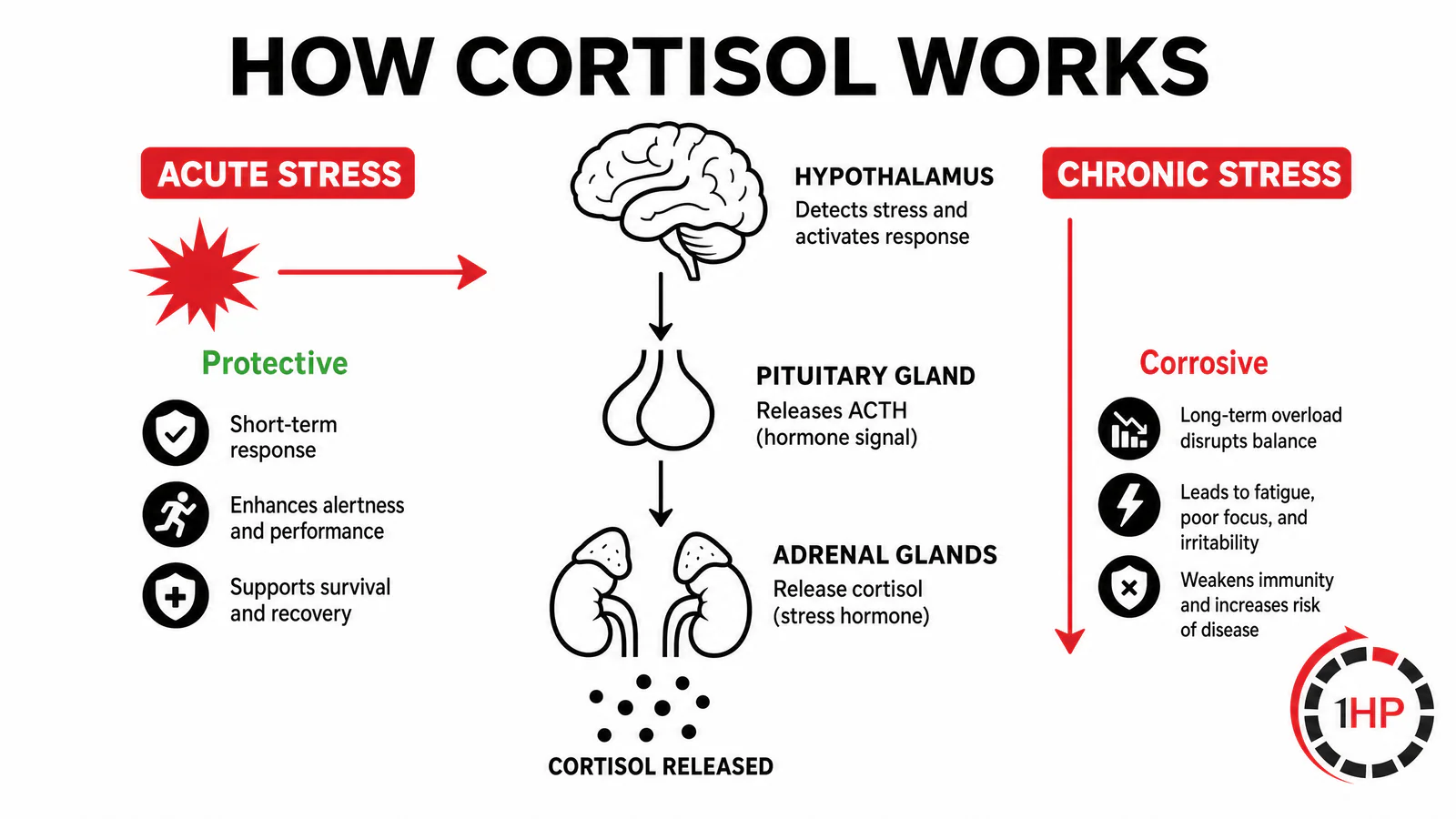 HPA Axis Cortisol Stress Response Infographic