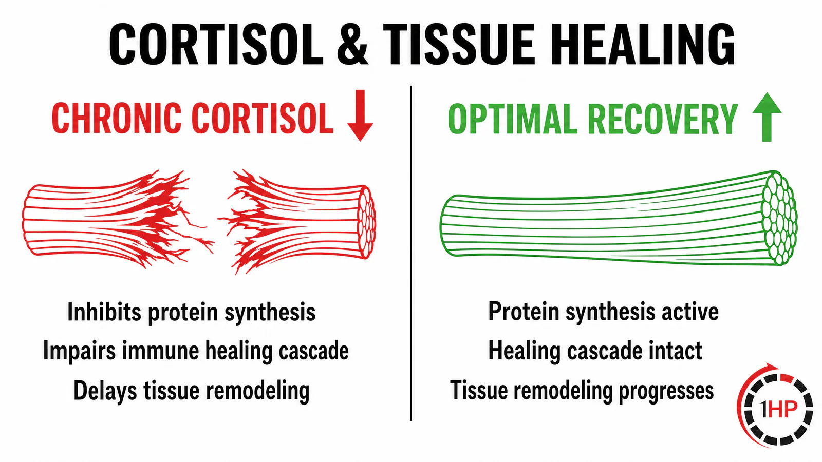 Chronic Cortisol vs Optimal Recovery Tendon Tissue Healing