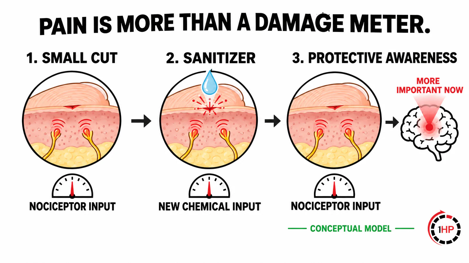 Sensitization and RSI pain paper cut and sanitizer sequence showing nociceptor input, chemical input, and protective awareness in the brain