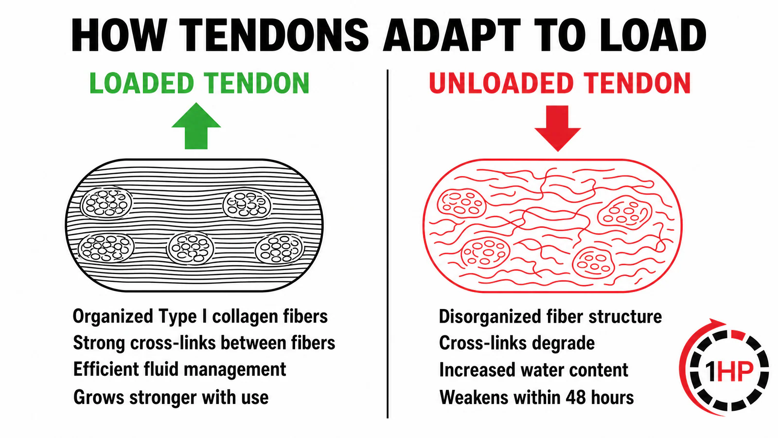 Tendon Collagen Fiber Adaptation Under Load