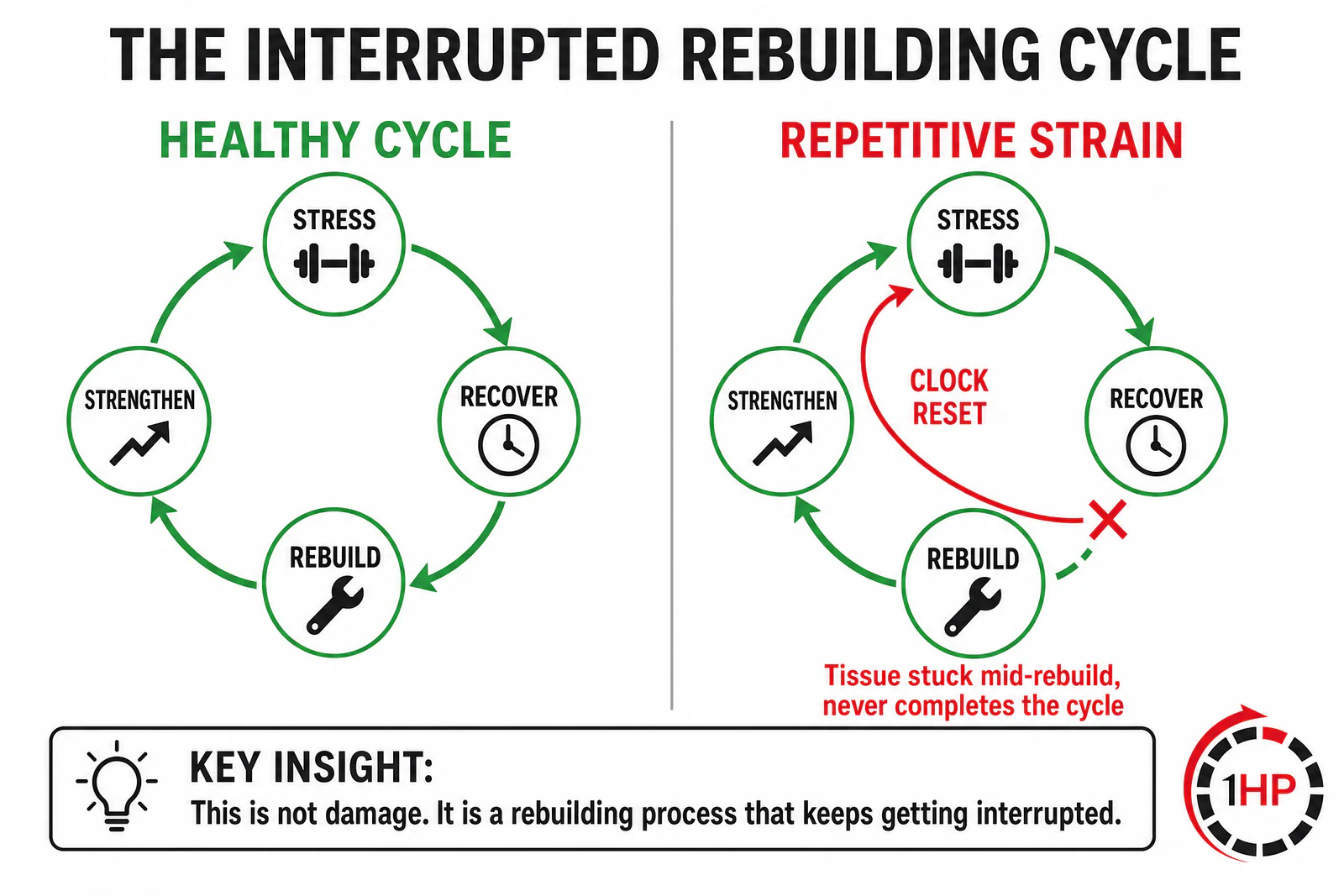 The Interrupted Rebuilding Cycle showing healthy cycle vs repetitive strain clock reset