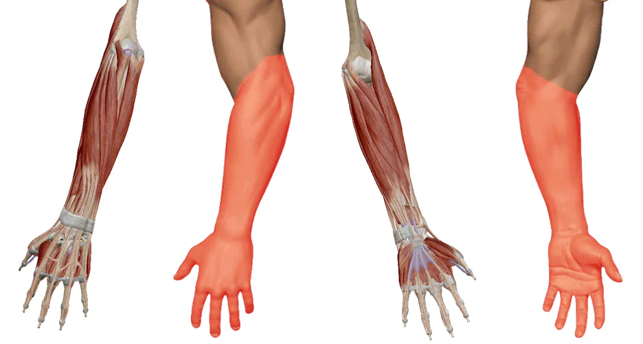 Anatomical comparison of the arm and hand muscles showing areas commonly affected by carpal tunnel and tendonitis