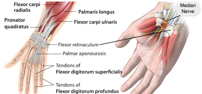 Anatomy of the carpal tunnel showing the median nerve and flexor tendons