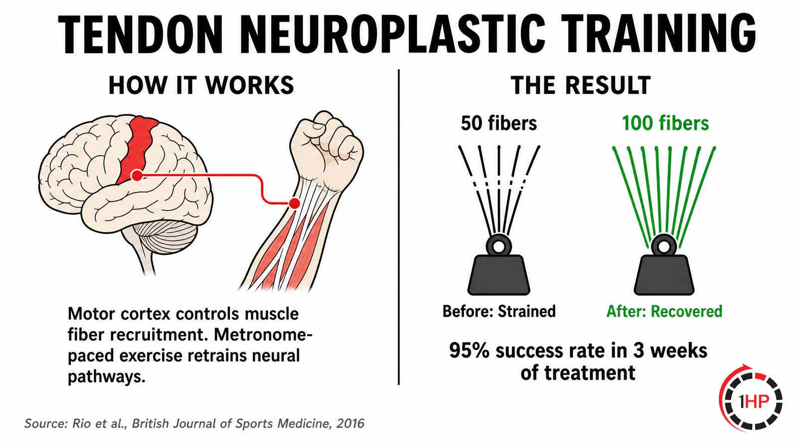 Tendon Neuroplastic Training educational explainer showing how the motor cortex controls muscle fiber recruitment