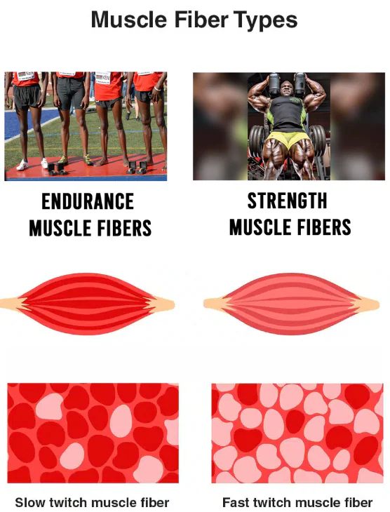 Strength Vs Endurance Muscle Fibers