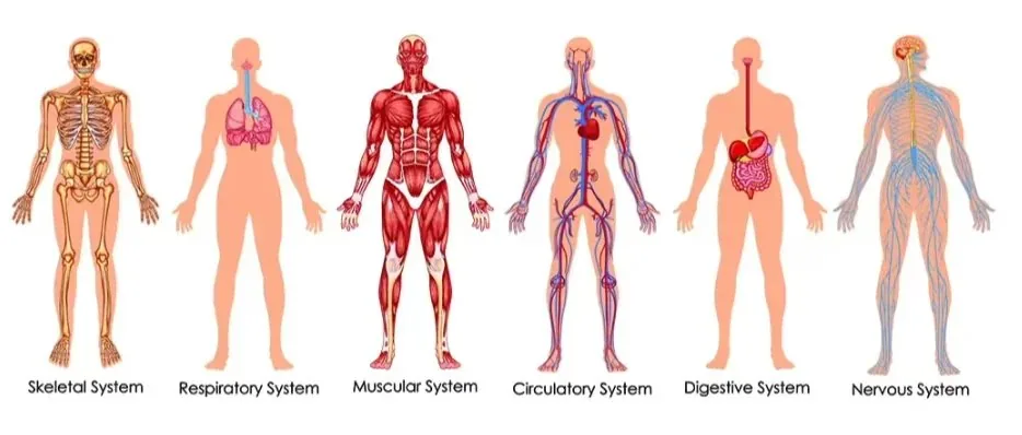 Many systems of the body