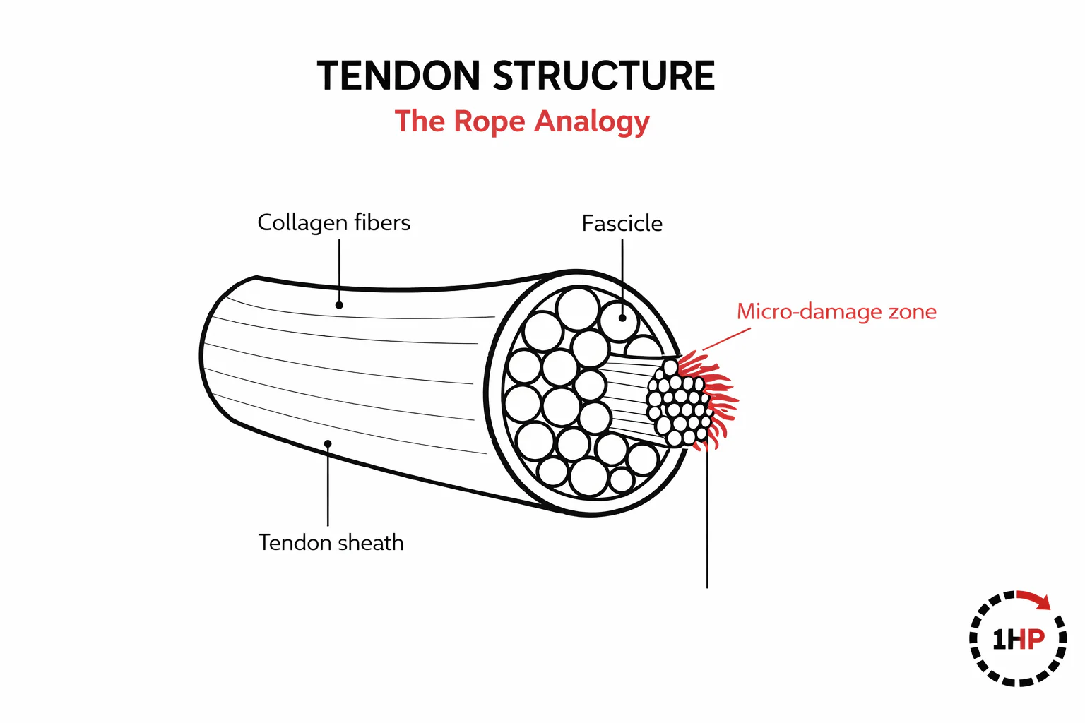 How Tendons Heal With Wrist Tendonitis Exercise: The collagen remodeling process